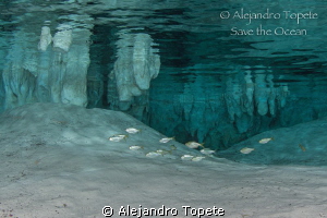 School in Gran Cenote, Tulum Mexico by Alejandro Topete 
